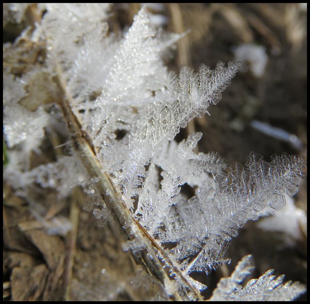 close up of leaf looking frost on brown blade of grass.JPG