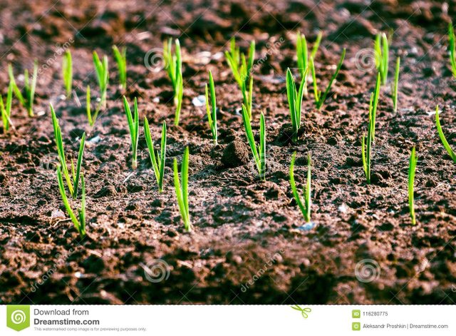 garlic-shoots-garden-bed-116280775.jpg