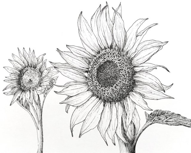 sunflower-pen-drawing.jpg