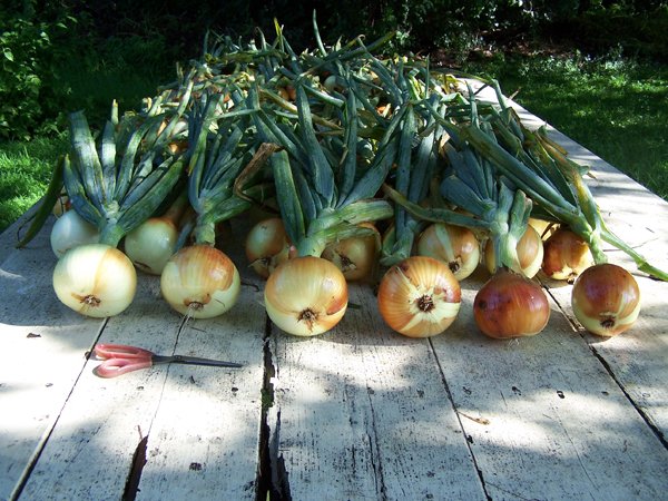 Storage onions - laid to cure1 crop Aug. 2018.jpg