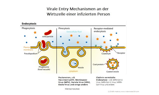 2022052250109 Pockenviren Virale Eintrittspforten Wirtszelle.jpg