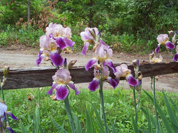 7th Section - pink and purple iris crop May 2015.jpg