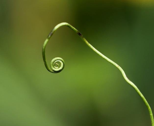 plant_green_forest_nature.jpg