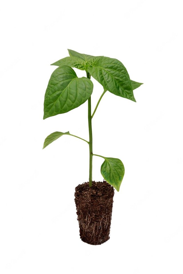 plantulas-pimiento-plantula-pimiento-sistema-raices-bien-desarrollado-sobre-fondo-blanco-hojas-raiz-tallo-plantulas-pimiento-suelo-sobre-fondo-blanco-aislado_330426-849.jpg