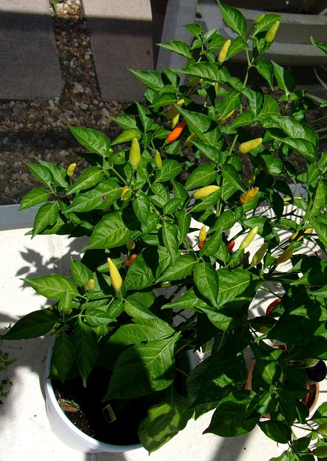 TobaccoPepper.jpg