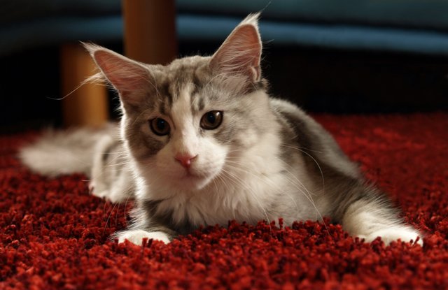 Maincoon Kitten Whisky.jpg