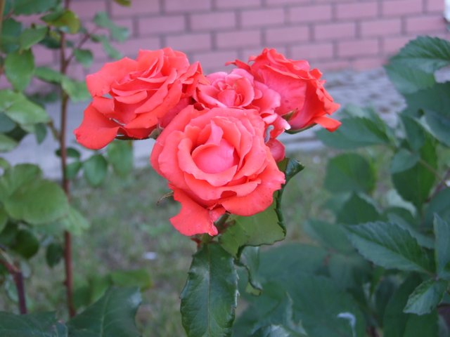 DSCF0196.JPG