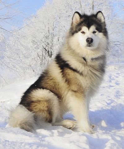 alaskanmalamute.jpg