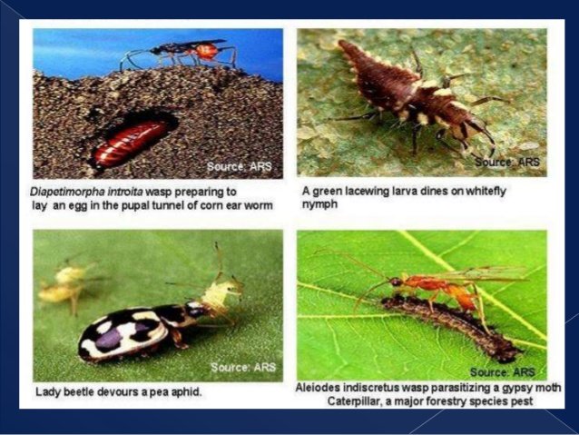 identification-of-common-natural-enemy-of-crop-pests-and-weeds-5-638.jpg