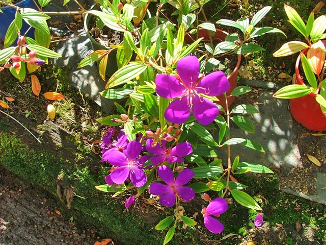 tibouchina_jazzie.jpg