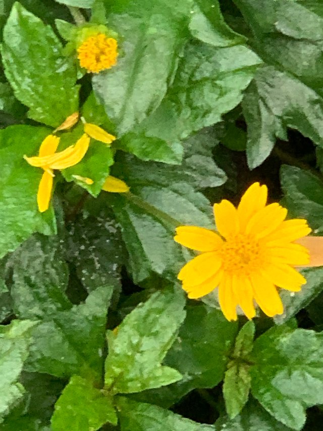 flower111.jpg
