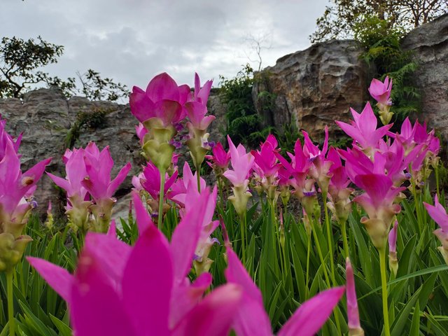 Chaiyaphum59.jpg