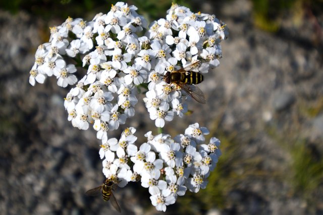 DSC_8038 2 bees.jpg