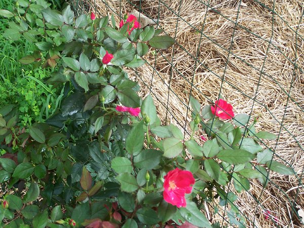 Big rose crop Aug. 2018.jpg