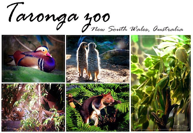 Taronga Zoo Collage.jpg