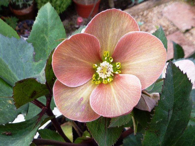 christmas rose 008.jpg