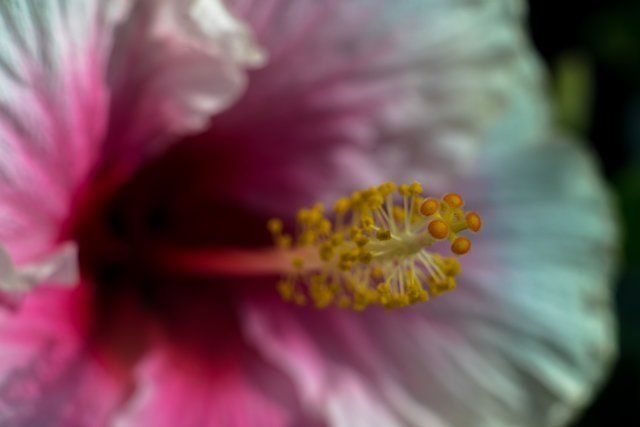09-06-2018-hibiscus-bokeh-05930.jpg