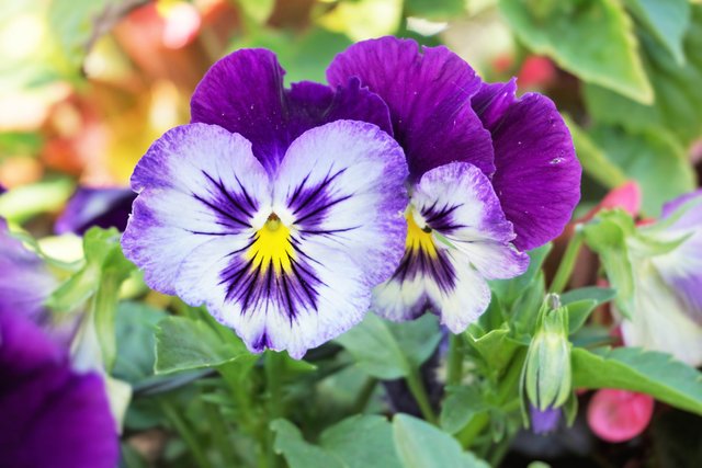 Viola Flowers.JPG