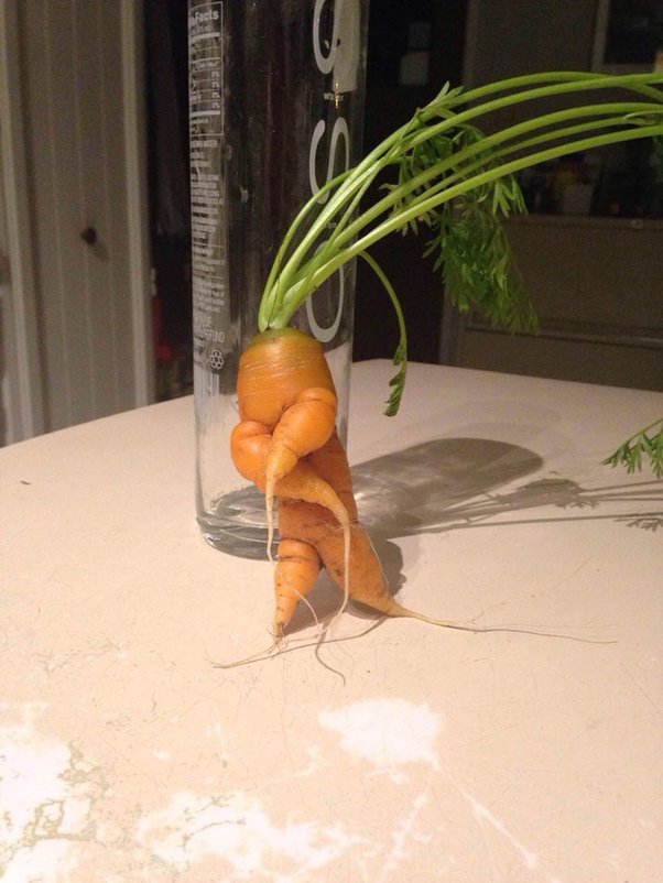 Dancer carrot.jpg