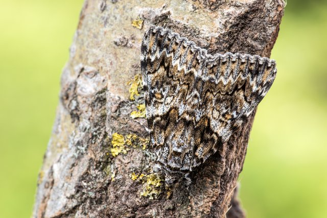 Kleine Eichenkarmin (Catocala promissa)_CI4A8105-BF.jpg