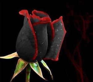 20-Seeds-China-Rare-Black-Rose-Flower-Lover-DIY-Plants-Home-Garden-Rare-Black-Rose-Flower.jpg