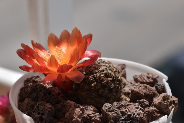 Sulcorebutia Canigueralii first flower 6.jpg