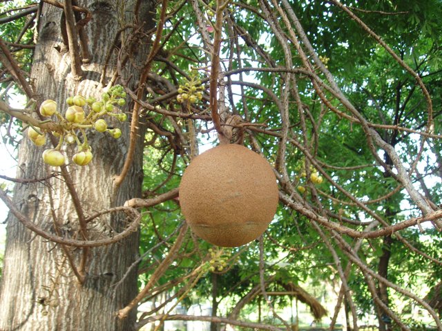 Queen Sirikit Park - Couroupita tree