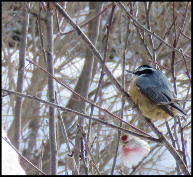 close up nuthatch and redpoll sitting on branches.JPG