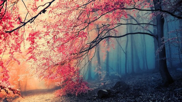 tree_fog_nature_beautiful_84257_1920x1080.jpg