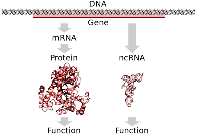 DNA_to_protein_or_ncRNA.svg.png