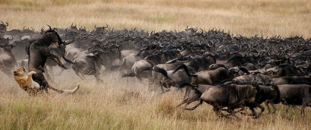 serengeti-plains-wildlife-wildebeest-vs-lion (1).jpg