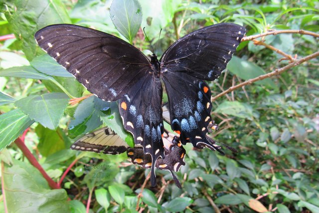 darkmorph tiger swallowtail mating 2018.jpg