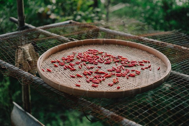 chilli-8661184_1280.jpg