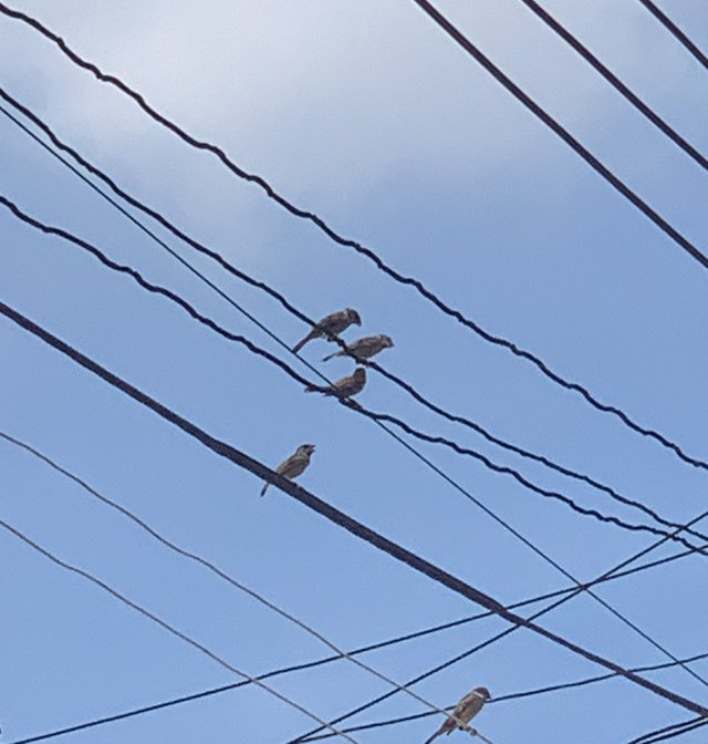 birds1.jpg