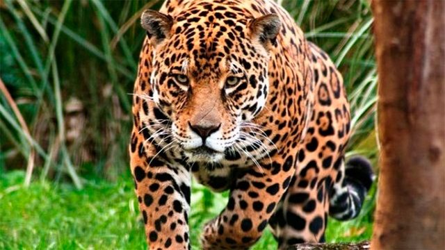 716039_proteccion-jaguar.jpg