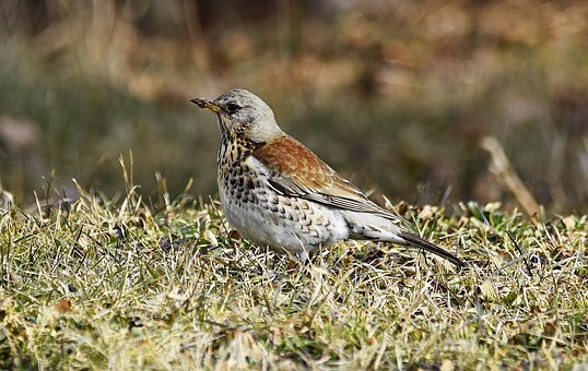 fieldfare-2091113__340.jpg