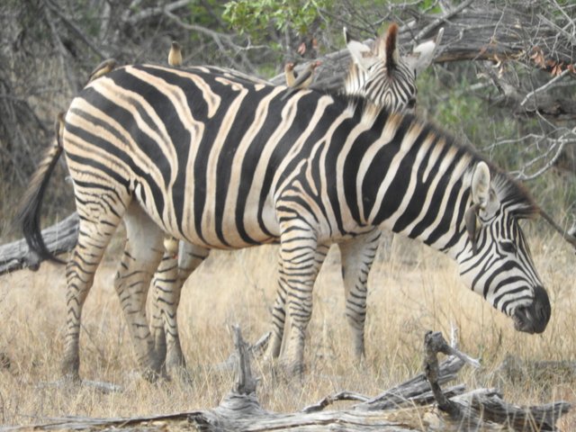 zebra (4).JPG