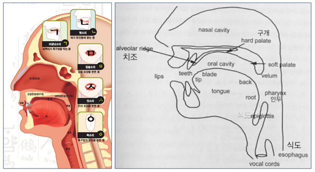 발음기관모양.PNG