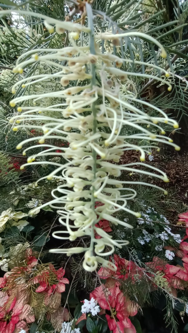 1 grevillea flower.jpg