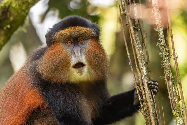 The Best Places to See Golden Monkeys.jpg