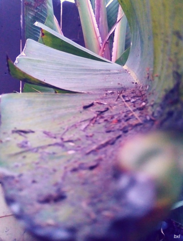 purple banana leaves bxlphabet.jpg