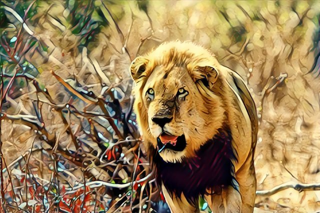 The King And Queen Of The Jungle The Lion And Lioness Steemit