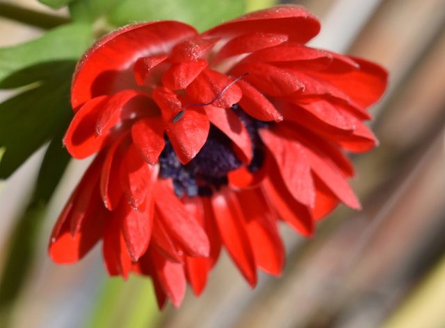 Anemones red flower 1.jpg