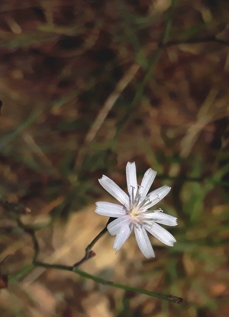 Lactuca capensis 3.jpg