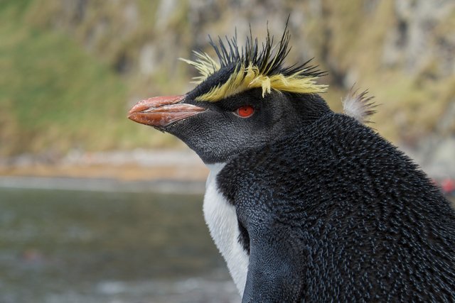 2560px-Northern_Rockhopper_Penguin_on_Inaccessible_Island_(portrait).jpg