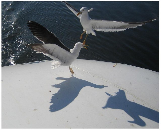 seagulls_fighting_by_zaneta333.jpg