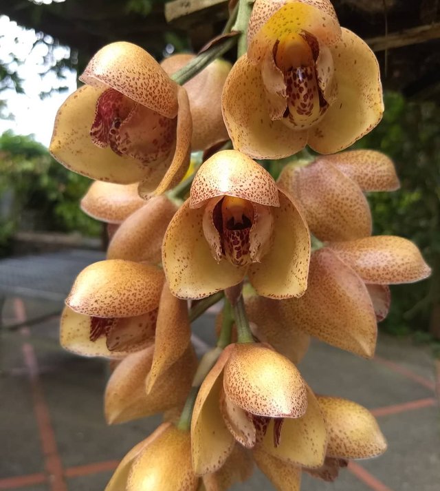 orquidea-.jpg