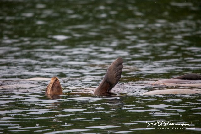 Stellar Sea lion-1.jpg