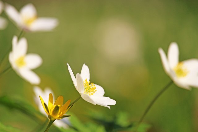 wood-anemone-4112178_1920.jpg