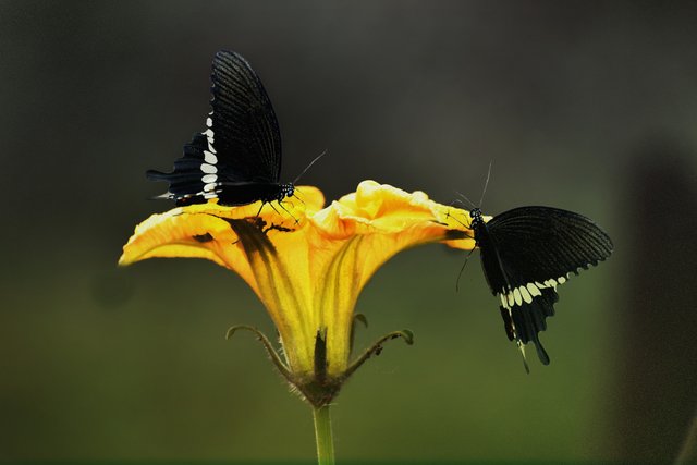 butter fly flower2.jpg